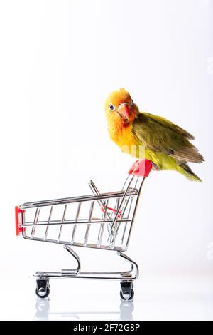 Bunte Liebesvögel Küken auf einem Einkaufsmarkt Trolley auf Ein weißer Hintergrund Stockfoto