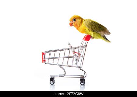 Bunte Liebesvögel Küken auf einem Einkaufsmarkt Trolley auf Ein weißer Hintergrund Stockfoto