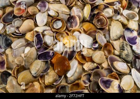 Sommer Hintergrund Muster von Muscheln. Nahaufnahme der Schale. Meeresküste. Muschelschalen Hintergrund. Draufsicht. Stockfoto