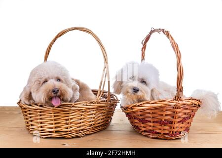 Zwei niedliche Pudelhunde, die in einem Rattankorb auf dem Bett ruhen Holzfußboden Stockfoto