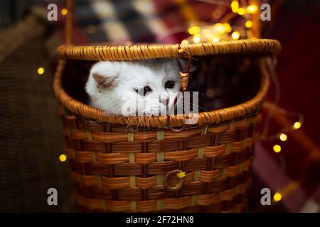 Silbernes niedliches britisches Kätzchen gummert aus einem Weidenkorb. Im Hintergrund ist eine karierte Karierte und Girlande Lichter. Stockfoto