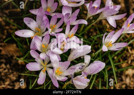 Frühlingshintergrund mit blühendem Violett, violettem Crocus im frühen Frühjahr. Crocus Iridaceae blüht. Gruppe blühender purpurner Krokus auf der Wiese. Stockfoto