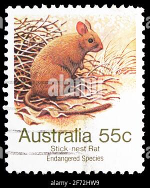 MOSKAU, RUSSLAND - 22. DEZEMBER 2020: In Australien gedruckte Briefmarke zeigt größere Stocknest-Ratte (Leporillus conditor), gefährdete Arten (1981-19 Stockfoto