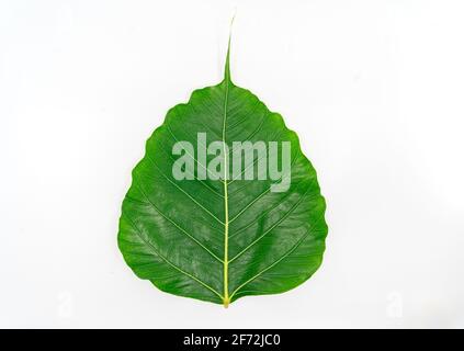 Isoliertes schönes frisches grünes Blatt oder Pho-Blatt (bo-Blatt, Bothi-Blatt) auf weißem Hintergrund. Nahaufnahme der Detailzeile auf Pho-Blatt, Vorderseite, flaches Bild Stockfoto