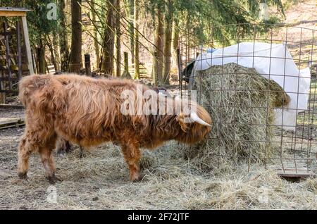 Langhaarige Westhochland-Rinder, Bos (primigenius) taurus, schottische junge Kühe im Fahrerlager, Seitenansicht Stockfoto