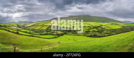 Großes Panorama mit Viehherden, Bauernhöfen und Ackerland in den Dingle-Bergen. Dramatischer Sturmhimmel, Wild Atlantic Way, Kerry, Irland Stockfoto