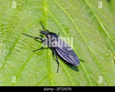 Bibio marci ist eine Fliege aus der Familie Bibionidae, genannt Märzfliegen und Wanzen. Larven dieser Insekten leben im Boden und beschädigten Pflanzenwurzeln. Stockfoto