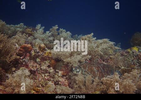 Große grüne Schildkröte, die auf einem wunderschönen Korallenriff von Malapascua auf den Philippinen liegt Stockfoto