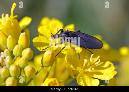 Bibio marci ist eine Fliege aus der Familie Bibionidae, genannt Märzfliegen und Wanzen. Larven dieser Insekten leben im Boden und beschädigten Pflanzenwurzeln. Stockfoto