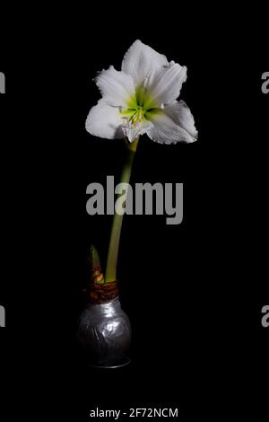 Einzelne weiße Amaryllis-Blüte mit isolierter Wachsbirne Schwarzer Hintergrund Stockfoto