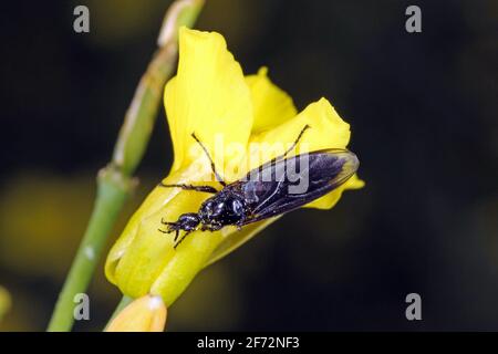 Bibio marci ist eine Fliege aus der Familie Bibionidae, genannt Märzfliegen und Wanzen. Larven dieser Insekten leben im Boden und beschädigten Pflanzenwurzeln. Stockfoto