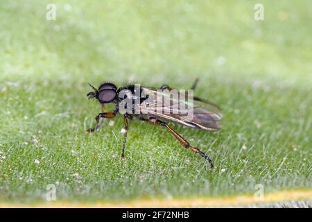 Bibio marci ist eine Fliege aus der Familie Bibionidae, genannt Märzfliegen und Wanzen. Larven dieser Insekten leben im Boden und beschädigten Pflanzenwurzeln. Stockfoto