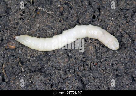 Larve auf dem Boden der Kranichfliege ist ein gebräuchlicher Name, der sich auf jedes Mitglied der Insektenfamilie Tipulidae bezieht. Es ist ein bedeutender Schädling im Boden vieler Kulturen. Stockfoto