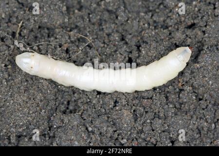 Larve auf dem Boden der Kranichfliege ist ein gebräuchlicher Name, der sich auf jedes Mitglied der Insektenfamilie Tipulidae bezieht. Es ist ein bedeutender Schädling im Boden vieler Kulturen. Stockfoto