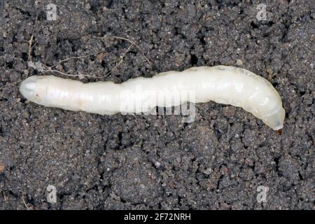 Larve auf dem Boden der Kranichfliege ist ein gebräuchlicher Name, der sich auf jedes Mitglied der Insektenfamilie Tipulidae bezieht. Es ist ein bedeutender Schädling im Boden vieler Kulturen. Stockfoto