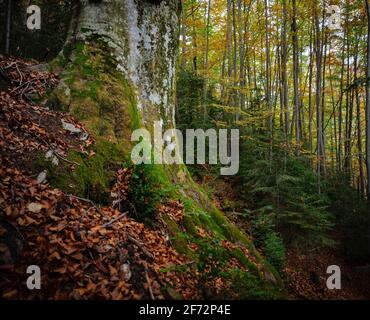 Monumentaler Baum im Gesolet-Buchenwald, im Herbst. Es wird als Faig del Clot de l'Om II (Berguedà, Katalonien, Spanien, Pyrenäen) benannt. Stockfoto