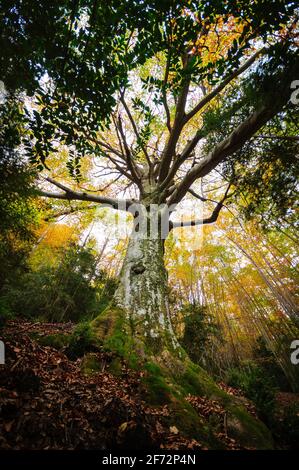 Monumentaler Baum im Gesolet-Buchenwald, im Herbst. Es wird als Faig del Clot de l'Om II (Berguedà, Katalonien, Spanien, Pyrenäen) benannt. Stockfoto