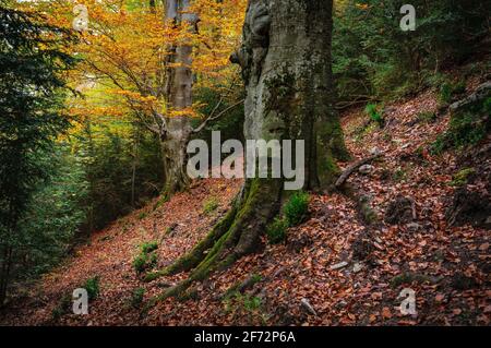 Monumentale Bäume im Gesolet-Buchenwald, im Herbst. Sie werden als die Faigs del Clot de l'Om III und IV Berguedà, Katalonien, Spanien, Pyrenäen benannt Stockfoto