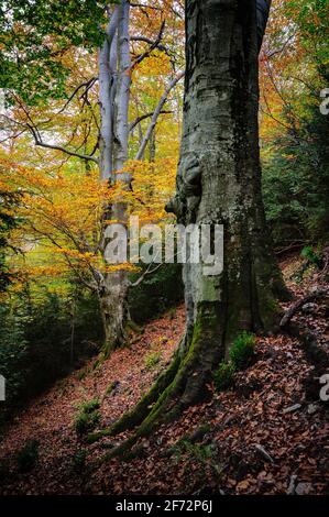 Monumentale Bäume im Gesolet-Buchenwald, im Herbst. Sie werden als die Faigs del Clot de l'Om III und IV Berguedà, Katalonien, Spanien, Pyrenäen benannt Stockfoto