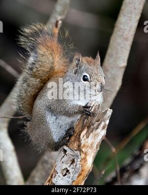 Eichhörnchen Nahaufnahme Profilansicht im Wald stehend auf einem Zweig mit einem verschwommenen Hintergrund zeigt seine braunen Fell, Pfoten, buschigen Schwanz, in seinem Lebensraum . Stockfoto