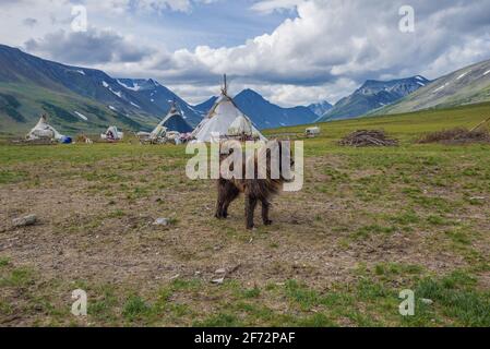 Rentier Husky vor dem Hintergrund eines Rentier-Hirtenlagers an einem bewölkten Augusttag. Jamal, Russland Stockfoto