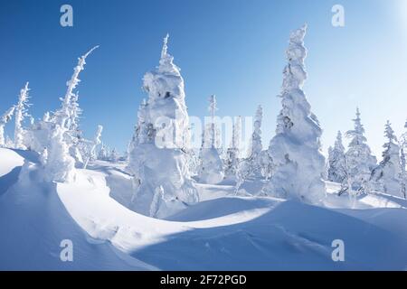 Perfekte weiße Tannenbäume, glühend vor Sonnenlicht, viel Schnee auf Bäumen und Schneeverwehungen. Zauberhafte Winterlandschaft. Stockfoto