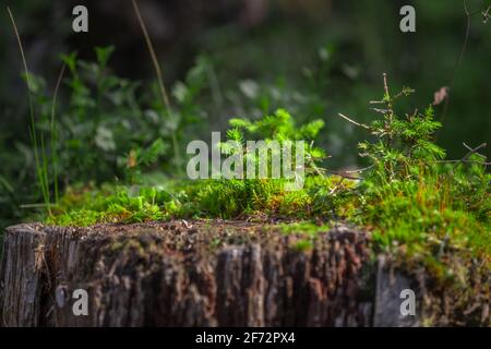 Kiefer wächst aus einem geschnittenen Baumstamm Stockfoto