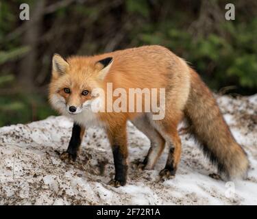 Rotfuchs Nahaufnahme in der Wintersaison mit verwacklungsunscharfem Hintergrund und genießen Sie die Umgebung und den Lebensraum. Fox-Bild. Stockfoto