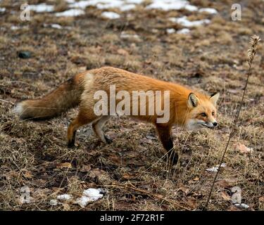 Rotfuchs Nahaufnahme in der Frühjahrssaison mit verwacklungsunscharfem Hintergrund und genießen die Umgebung und den Lebensraum. Fox-Bild. Stockfoto