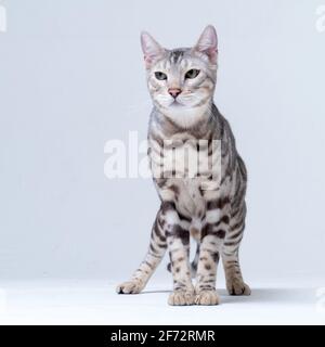Silver Bengal Cat im Studio Stockfoto