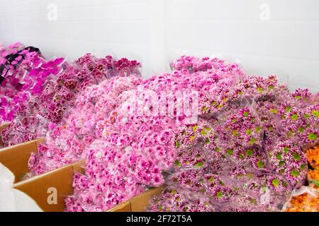 Boxen mit verschiedenen Sorten von Blumensträußen in der Großhandelslager des Pflanzen- und Blumenherstellers Stockfoto