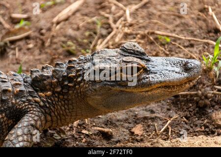 Eine Nahaufnahme eines Krokodilbabys, das die aufsaugen So Stockfoto