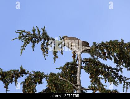 Eurasischer Sparrowhawk auf einem Baum Stockfoto