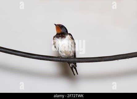 Stallschwalbe sitzt auf einem elektrischen Draht vor Eine weiße Wand Stockfoto