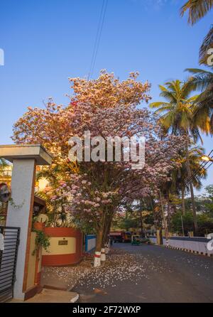 Farbenfrohe Rosenbäume zieren die Straßen von Bangalore City Im Frühjahr Stockfoto