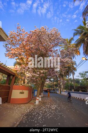 Farbenfrohe Rosenbäume zieren die Straßen von Bangalore City Im Frühjahr Stockfoto