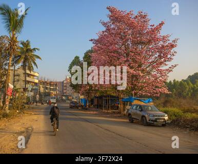 Farbenfrohe Rosenbäume zieren die Straßen von Bangalore City Im Frühjahr Stockfoto