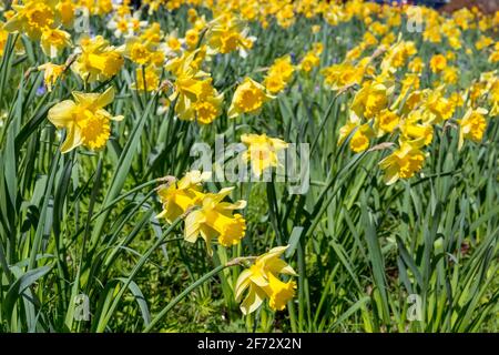 Narzissen in voller Blüte. Stockfoto
