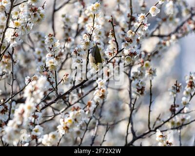 Ein japanisches weißes Auge, auch ein warbling weißes Auge oder Berg weißes Auge, Zosterops japonicus genannt, steht zwischen den Pflaumenblüten des frühen Frühlings Stockfoto