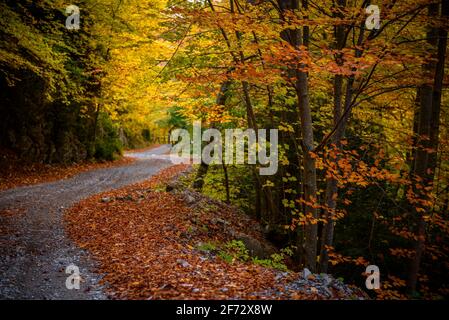 Buchenwald Fageda de Gresolet im Herbst (Katalonien, Spanien, Pyrenäen) ESP: Hayedo de la Umbría de Gresolet, en otoño (Berguedà, Cataluña, España) Stockfoto