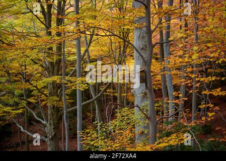 Buchenwald Fageda de Gresolet im Herbst (Katalonien, Spanien, Pyrenäen) ESP: Hayedo de la Umbría de Gresolet, en otoño (Berguedà, Cataluña, España) Stockfoto