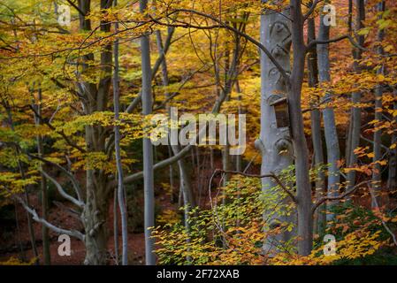 Buchenwald Fageda de Gresolet im Herbst (Katalonien, Spanien, Pyrenäen) ESP: Hayedo de la Umbría de Gresolet, en otoño (Berguedà, Cataluña, España) Stockfoto