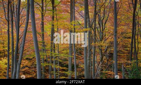 Buchenwald Fageda de Gresolet im Herbst (Katalonien, Spanien, Pyrenäen) ESP: Hayedo de la Umbría de Gresolet, en otoño (Berguedà, Cataluña, España) Stockfoto