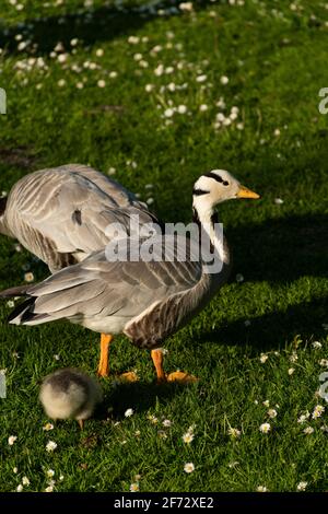 Familie der Graugans oder Graugans (Anser anser) auf einer Wiese im Englischen Garten in Münchener Residenz. Stockfoto