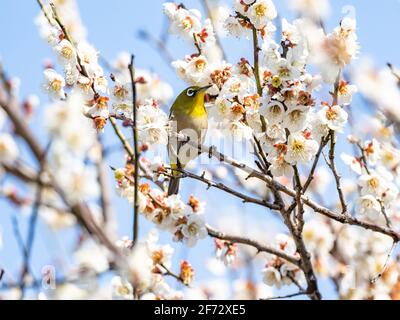 Ein japanisches weißes Auge, auch ein warbling weißes Auge oder Berg weißes Auge, Zosterops japonicus genannt, steht zwischen den Pflaumenblüten des frühen Frühlings Stockfoto