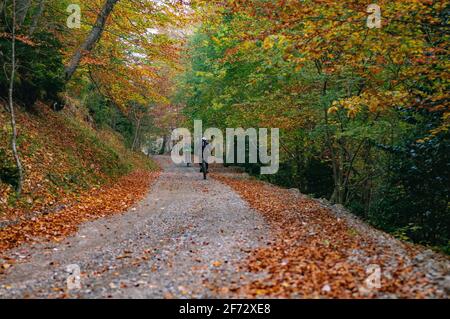 Buchenwald Fageda de Gresolet im Herbst (Katalonien, Spanien, Pyrenäen) ESP: Hayedo de la Umbría de Gresolet, en otoño (Berguedà, Cataluña, España) Stockfoto