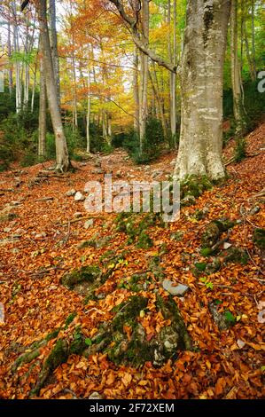 Buchenwald Fageda de Gresolet im Herbst (Katalonien, Spanien, Pyrenäen) ESP: Hayedo de la Umbría de Gresolet, en otoño (Berguedà, Cataluña, España) Stockfoto