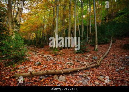 Buchenwald Fageda de Gresolet im Herbst (Katalonien, Spanien, Pyrenäen) ESP: Hayedo de la Umbría de Gresolet, en otoño (Berguedà, Cataluña, España) Stockfoto