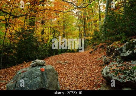 Buchenwald Fageda de Gresolet im Herbst (Katalonien, Spanien, Pyrenäen) ESP: Hayedo de la Umbría de Gresolet, en otoño (Berguedà, Cataluña, España) Stockfoto