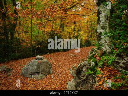 Buchenwald Fageda de Gresolet im Herbst (Katalonien, Spanien, Pyrenäen) ESP: Hayedo de la Umbría de Gresolet, en otoño (Berguedà, Cataluña, España) Stockfoto